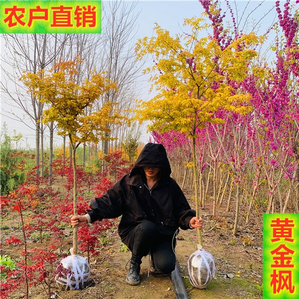 黄金枫道路别墅庭院地栽绿化树苗