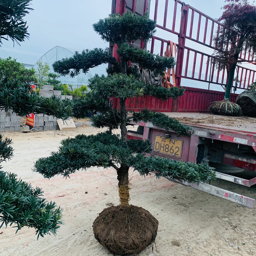 罗汉松树精品造型罗汉松大树四季常青地栽盆景别墅庭院园艺景观树