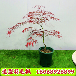 正宗红羽毛枫外山红舞姬舞孔雀金隐约旦夏金金线盆栽庭院花园植物