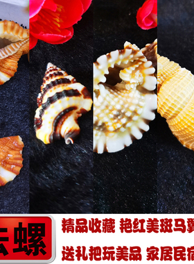 真美艳红美法螺扭法螺海螺贝壳