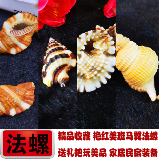 艳红美法螺扭法螺毛扭法螺斑马翼法螺海螺贝壳地中海家居鱼缸造景
