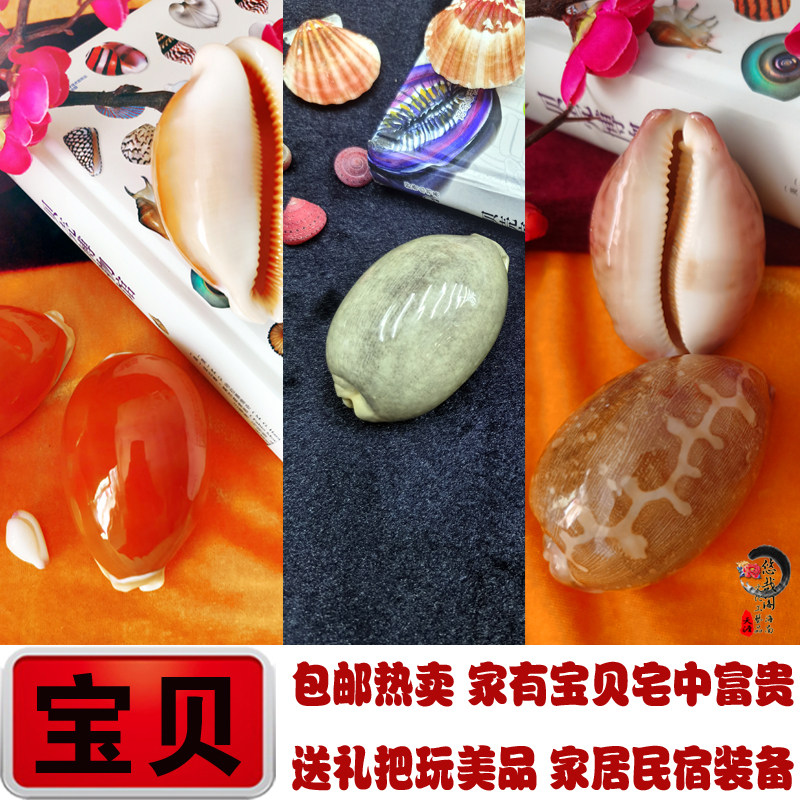 黄金宝螺亚洲宝螺地图宝螺稀有大海螺贝壳收藏品鱼缸造景装饰摆件