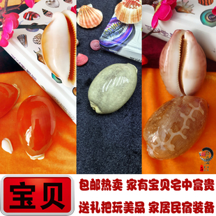 黄金宝螺亚洲宝螺地图宝螺稀有大海螺贝壳收藏品鱼缸造景装饰摆件