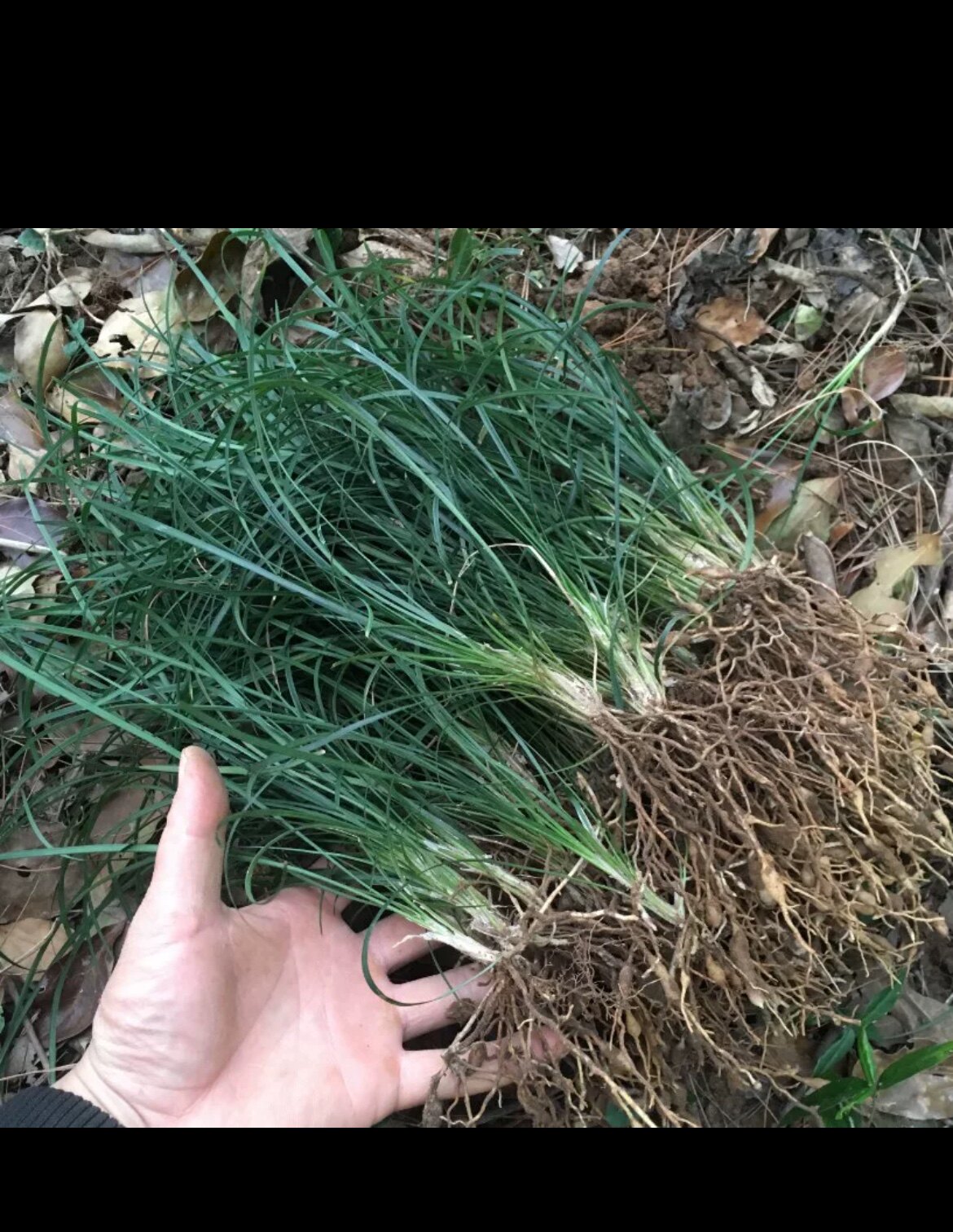 庭院绿化金边耐寒玉龙草图片