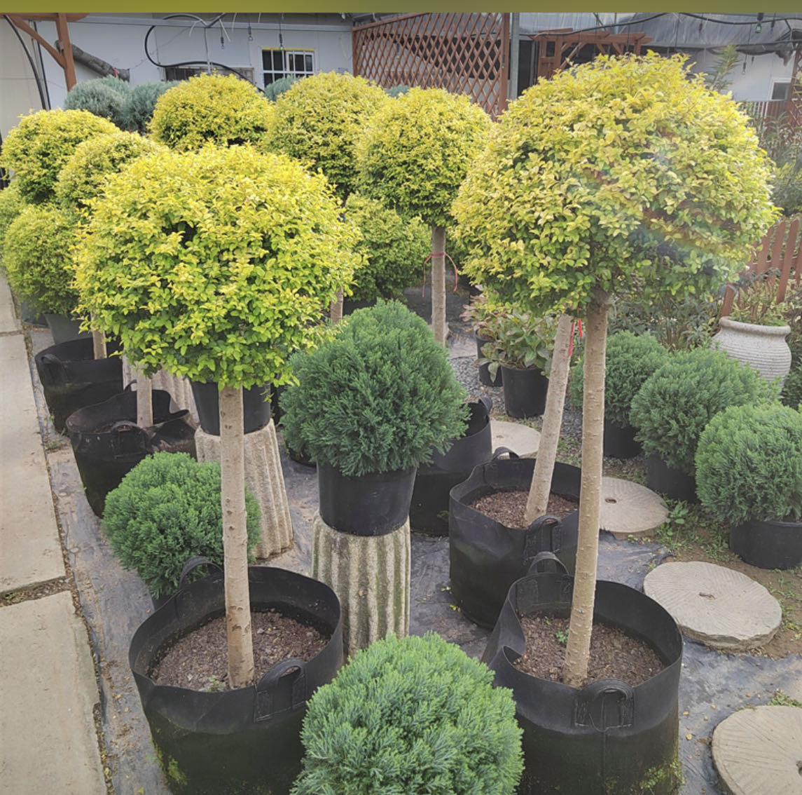 金叶亮金女贞球川滇蜡树棒棒糖亮晶盆栽苗庭院常绿耐寒花镜植物