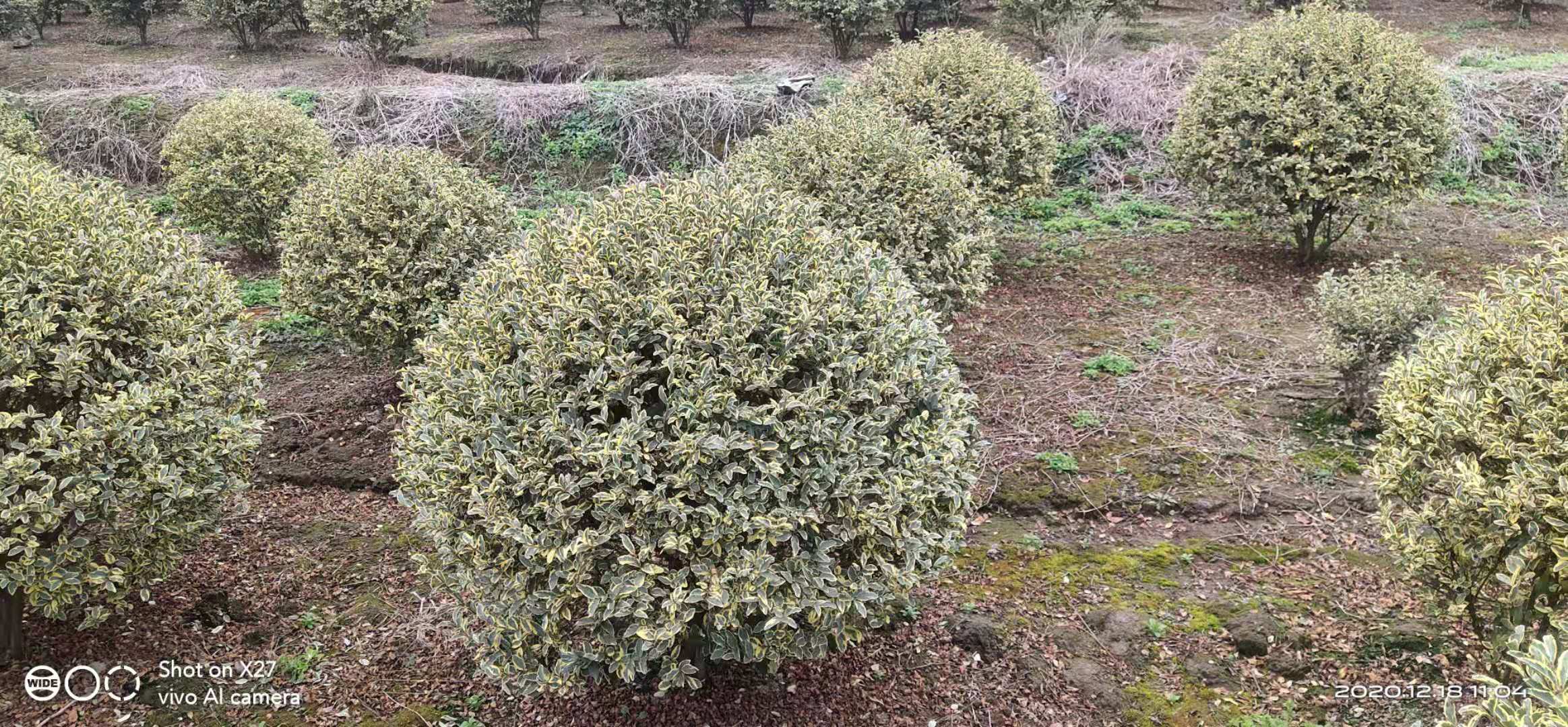 银姬小蜡球金姬小蜡球花境植物金姬水蜡花叶女贞彩叶植物好活