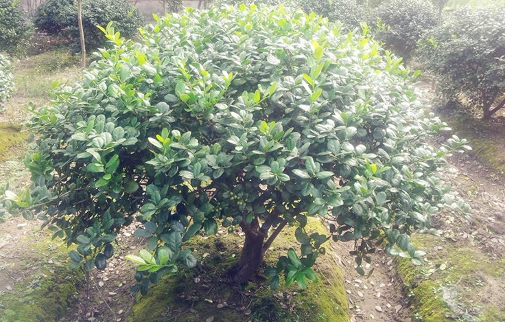 无刺枸骨球 无刺构骨盆景素材无刺构骨苗枸骨苗球庭院盆栽