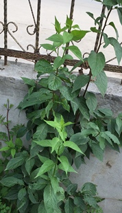 药用树苗杜仲树苗苗木丝棉皮棉树皮胶树庭院盆栽绿化杜仲苗包邮