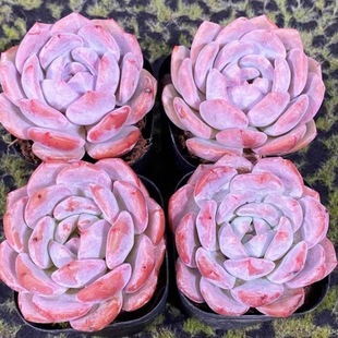 橙梦露多肉植物橙子盆栽大棵阳台绿植花卉带盆土新手好养活肉肉