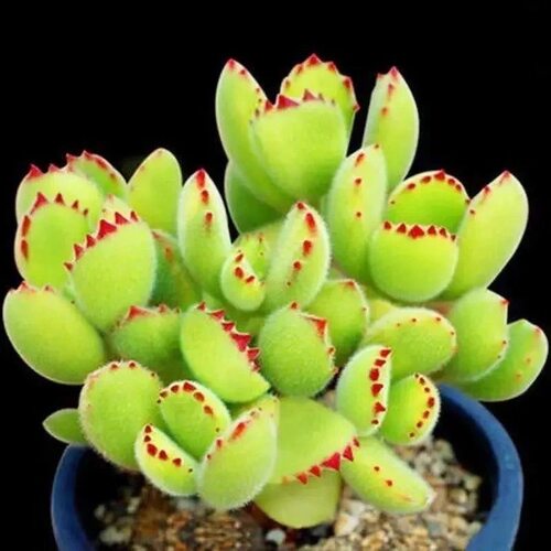 多肉植物熊爪熊童子绿熊大棵老桩阳台盆栽绿植花卉新手好养肉肉