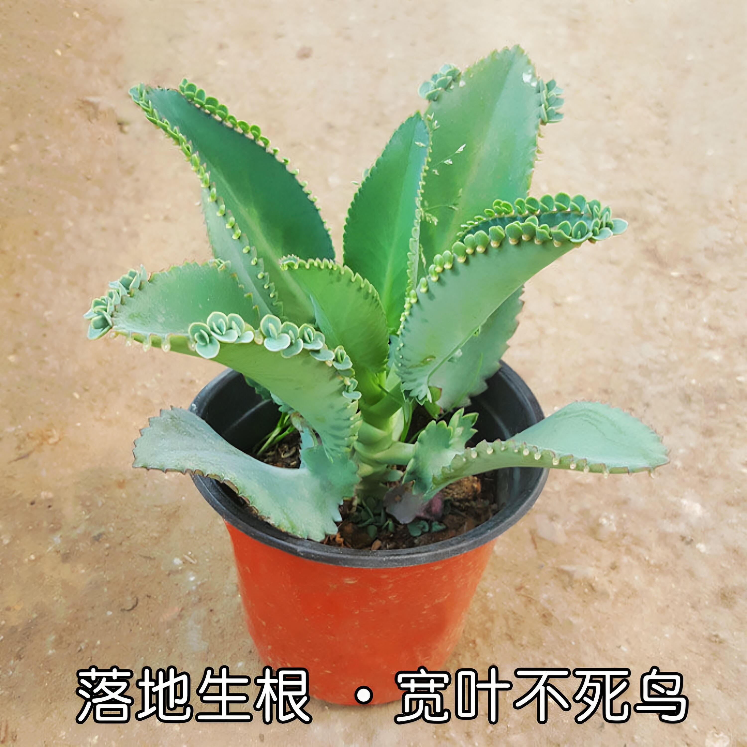 不死鸟多肉植物蕾丝公主大叶盆栽阳台绿植花卉新手好养