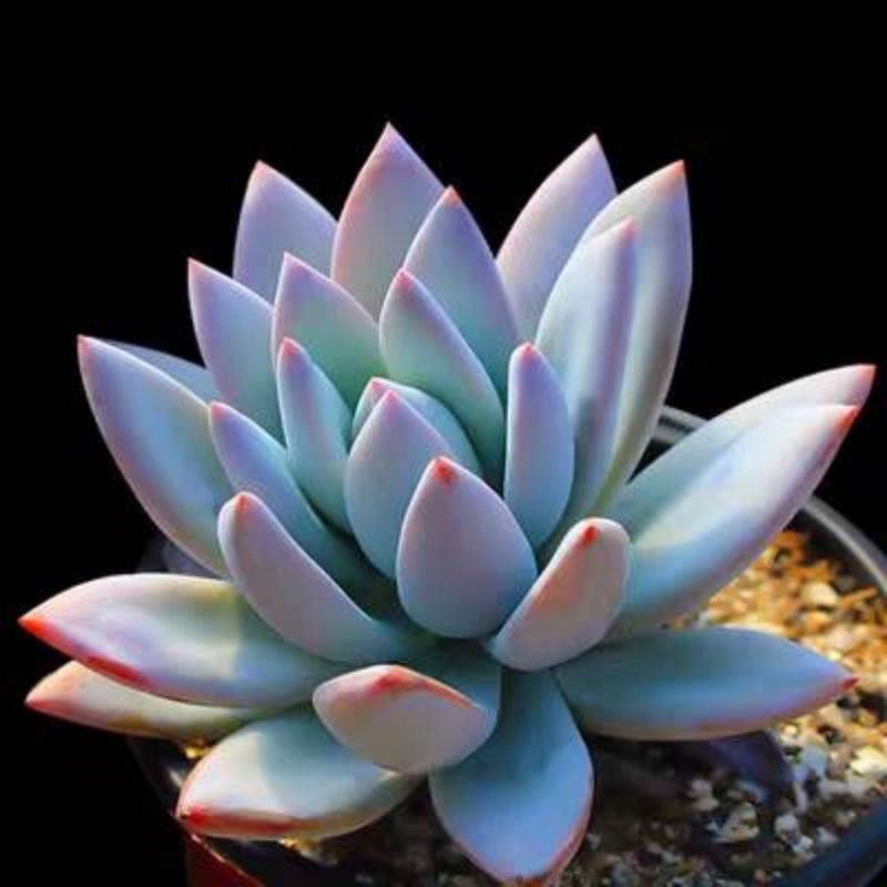 霜之朝多肉植物大棵盆栽绿植花卉阳台窗台办公室蓝色肉肉新手好养