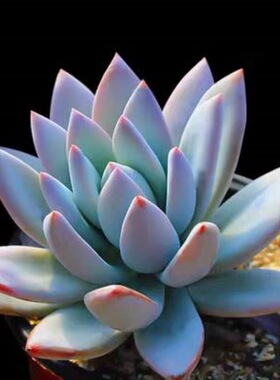 霜之朝多肉植物大棵盆栽绿植花卉阳台窗台办公室蓝色肉肉新手好养