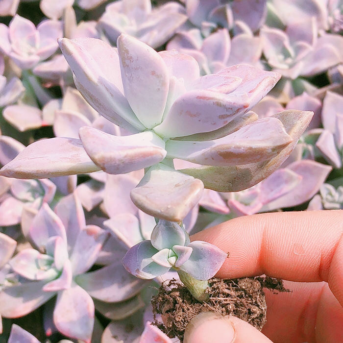 胧月多肉老桩植物易爆头露天盆栽阳台粉紫色肉肉优选欣赏好养易活
