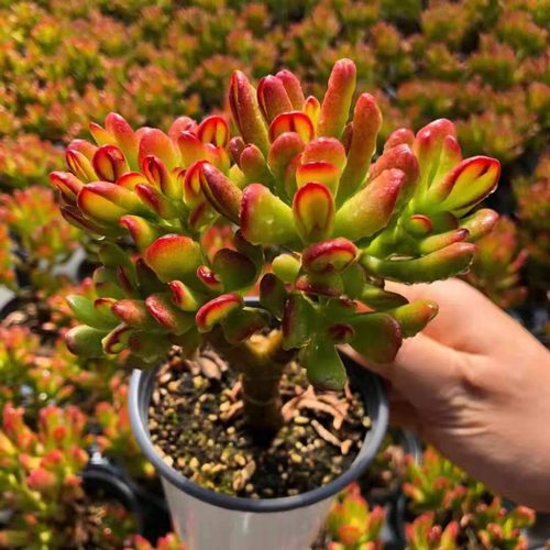 吸财树植物老桩多头群