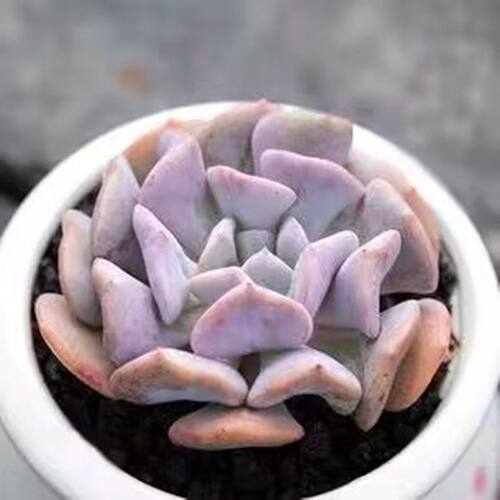 雪精灵多肉植物新手好养美观耐旱