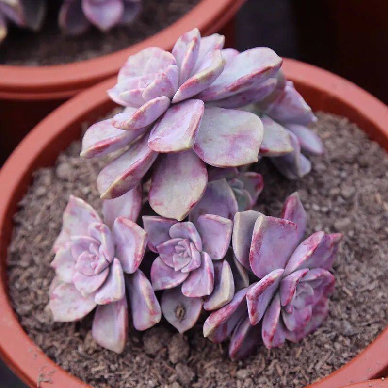 血斑紫乐多肉植物大棵阳台盆栽绿植花卉新手好养活耐旱喜光懒人