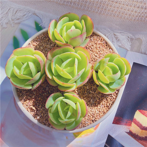 碧桃多肉植物迷你美观耐旱好养