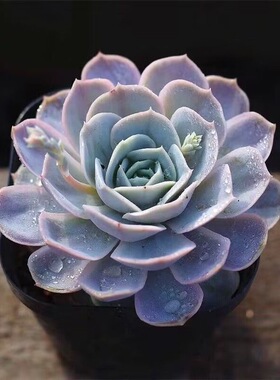 蓝色惊喜多肉植物懒人新手好养窗台阳台办公室观赏性花卉盆栽
