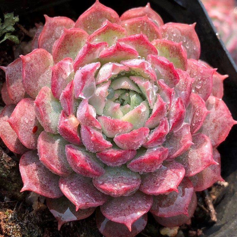朱砂痣多肉植物阳台室内桌面新手懒人好养新品肉肉盆栽绿植花卉