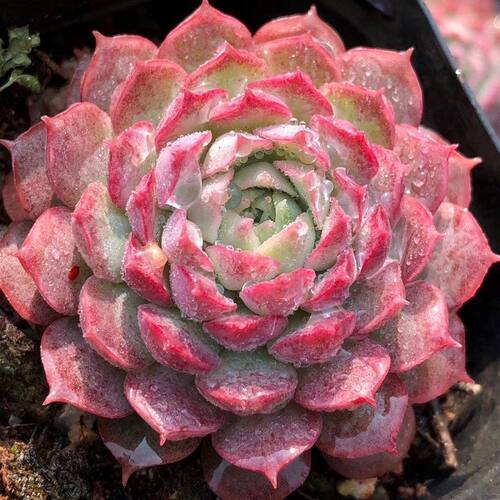朱砂痣多肉植物耐旱美观提神好养
