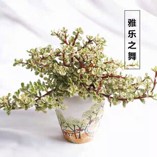 雅乐之舞多肉植物大棵群生盆栽阳台庭院绿植花卉带盆土新手好养