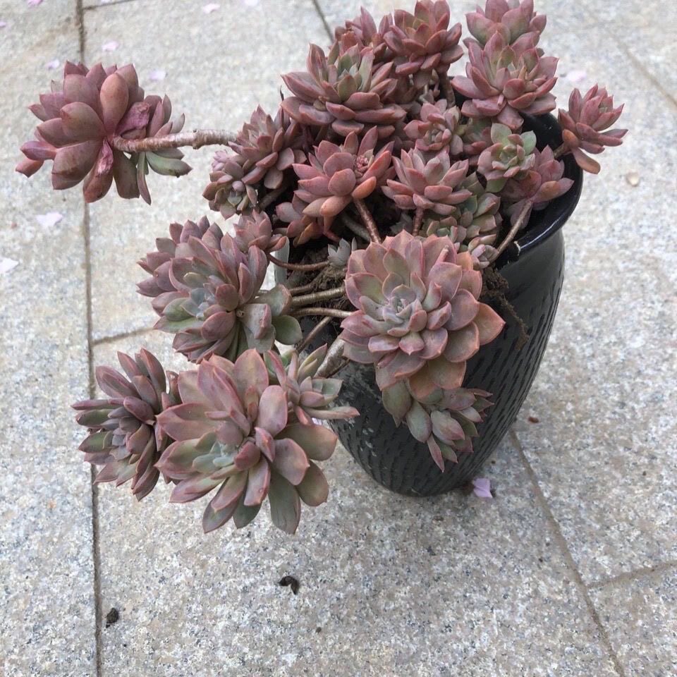 紫卡多肉植物大棵易爆头露天盆栽懒人肉肉绿植小型好养活多肉