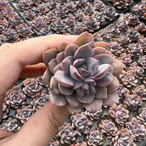 紫卡多肉植物盆栽室内阳台办公室