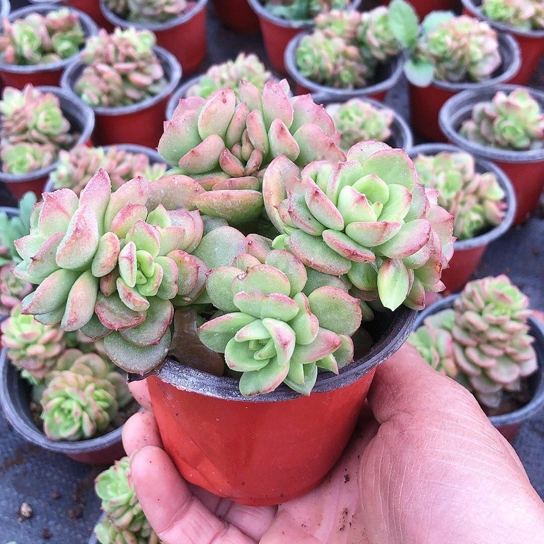 蜡牡丹多肉植物耐旱耐热好养迷你可爱桌面窗台办公室阳台观赏花卉