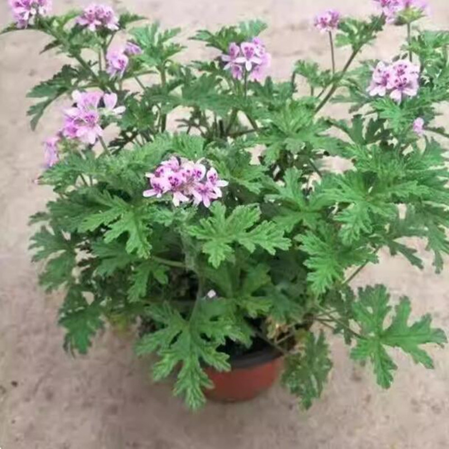 驱蚊草盆栽花卉室内外庭院防虫驱蚊草苗四季好养桌摆绿植夏季室内