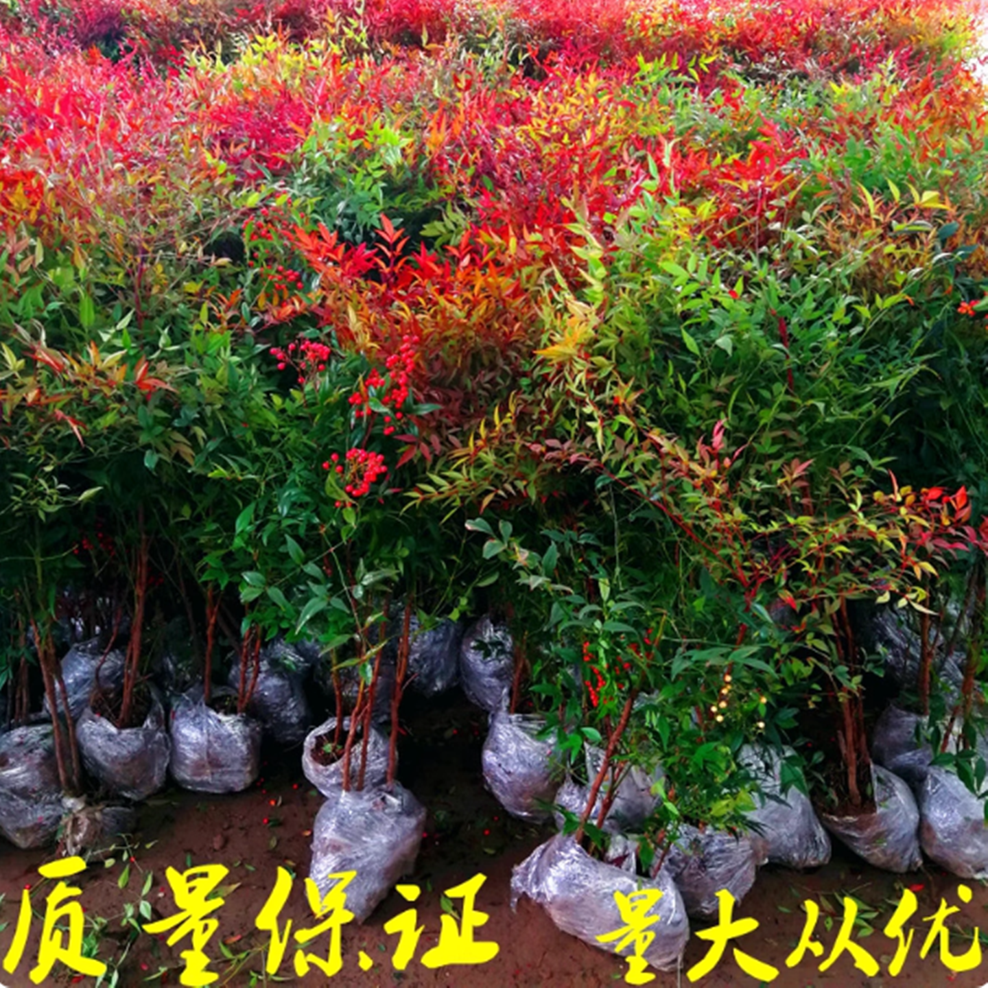 火焰南天竹盆栽地栽鲜活树苗室内外庭院老桩竹子盆景耐寒花卉绿植