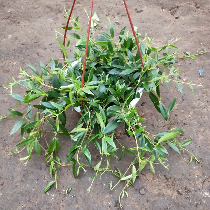 植物垂吊室内常绿盆栽花卉阳台阳台柳叶花勤花玉唇吊兰品种爬藤花