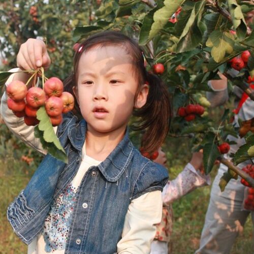 山楂树苗盆栽地栽嫁接庭院种植