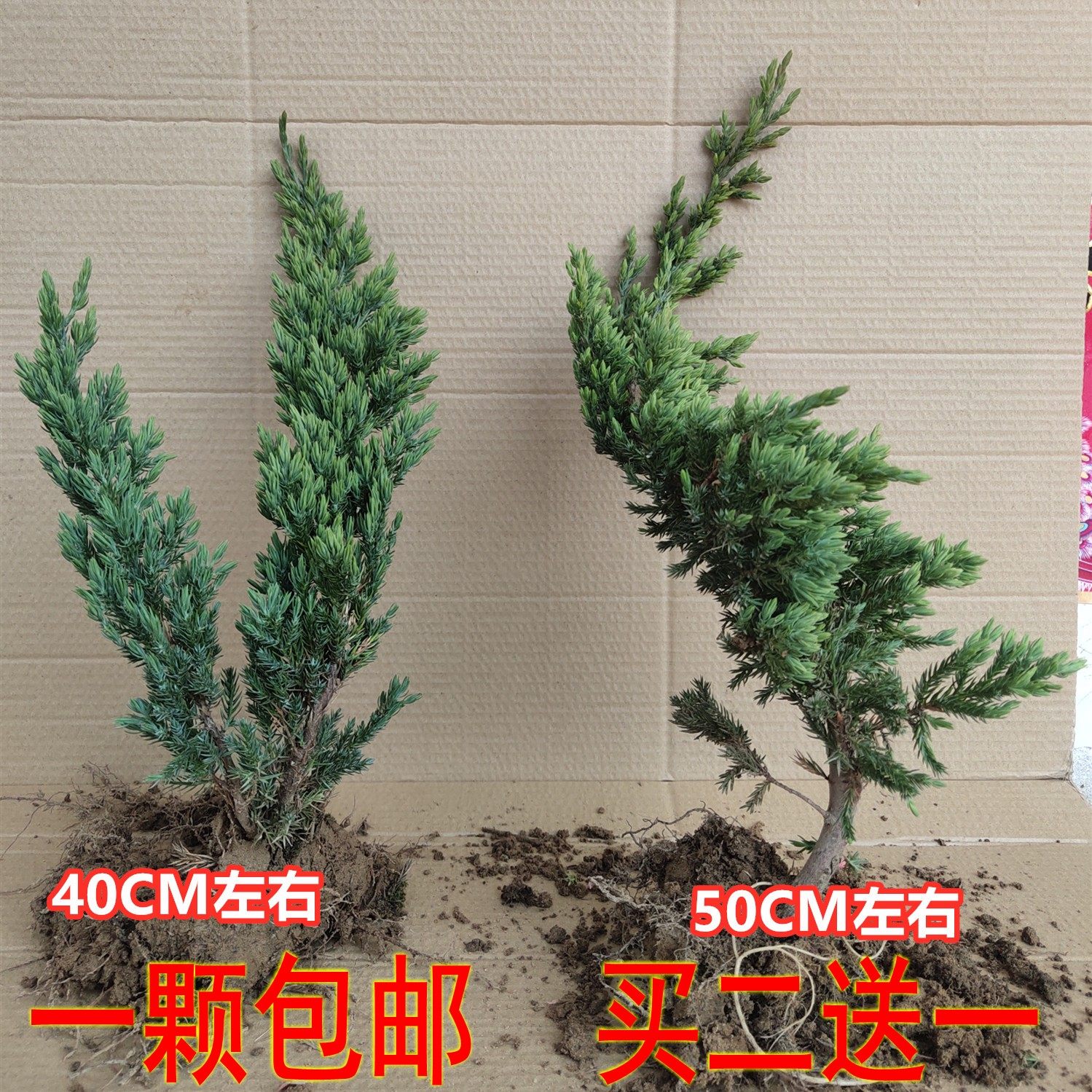 迎客松盆景造型素材地柏盆栽铺地柏新西兰珍珠柏树苗庭院四季常青