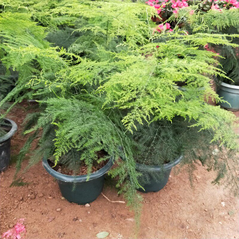 大小文竹苗盆栽客厅室内绿植花卉盆景四季常青植物