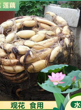 食用观赏莲藕种苗种根藕苗