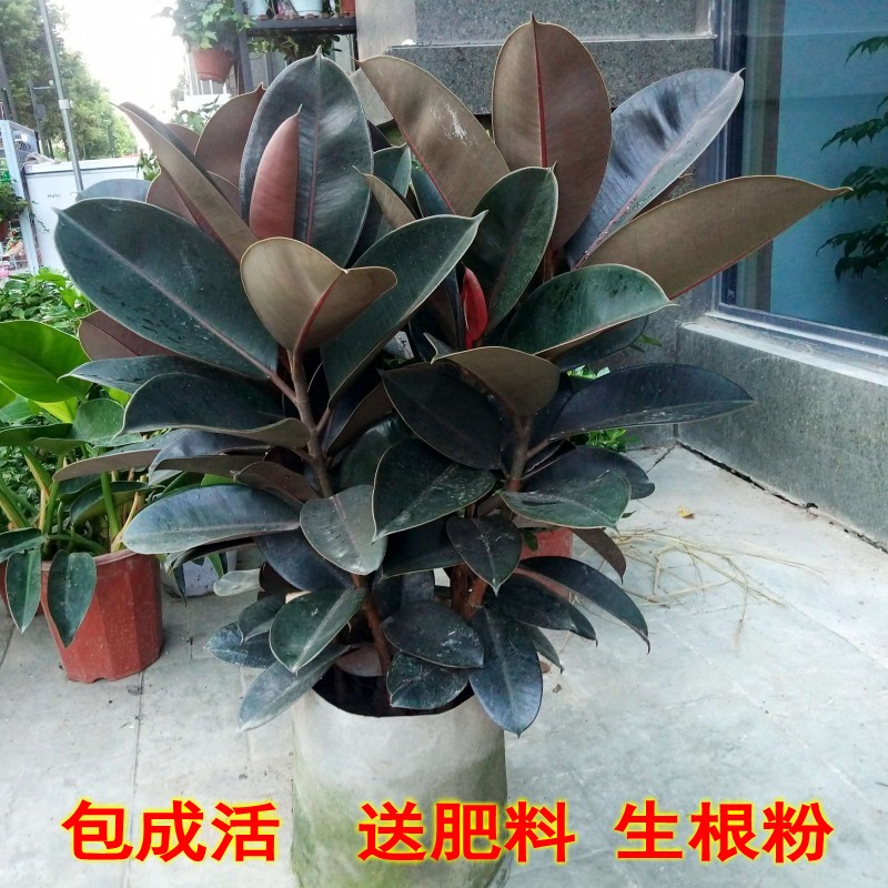 黑金刚花盆绿叶植物净化空气