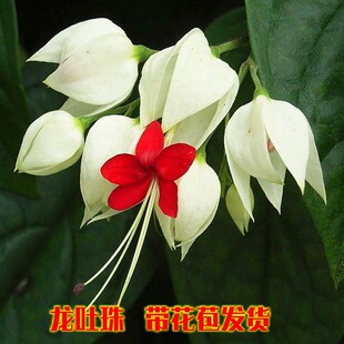 阳台盆栽花卉白花龙吐珠花苗庭院藤本绿植攀爬植物春夏开花带花苞