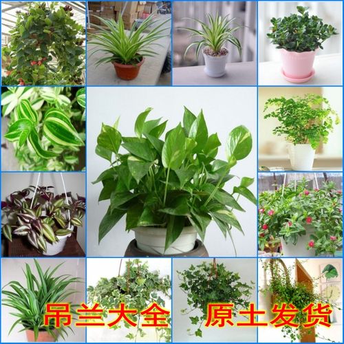 绿萝红掌青叶金边吊兰常春藤豆瓣