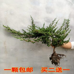 爬地柏苗盆栽花卉沙地柏铺地柏造型松树盆景庭院花园绿植绿化植物