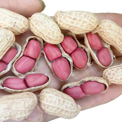 湖北恩施微甜红皮二粒小花生带壳2025年富硒农家干花生新鲜生红衣