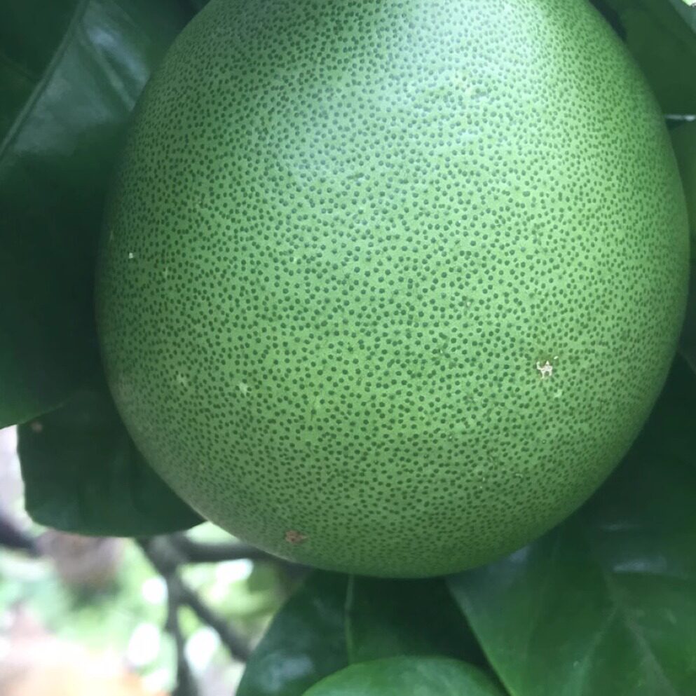 包邮新鲜去味小柚子柚子皮新房新车新柜去味做小菜现摘现发