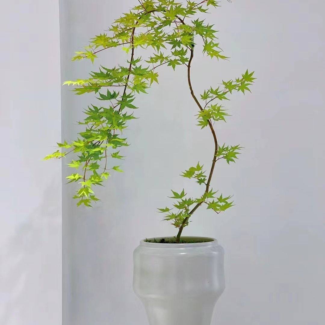 网红流泉枫黄金流泉红枫日本枫树阳台庭院植物盆景室内流泉枫老桩