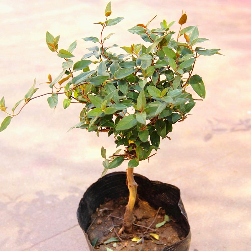 四季金银花树苗树桩盆栽盆景室内阳台树桩爬藤植物包邮开花可泡茶