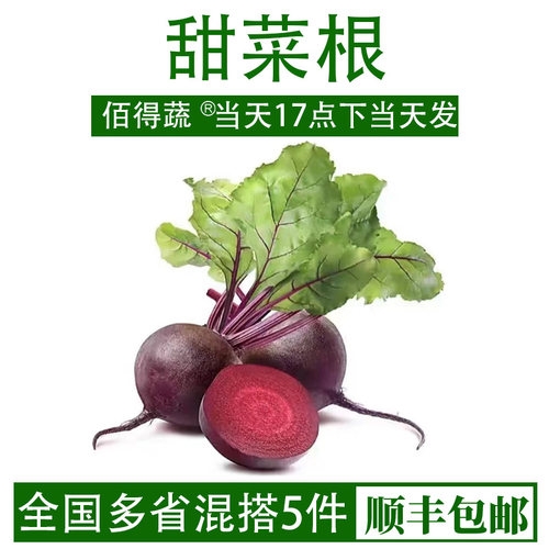 新鲜甜菜头甜根菜紫菜头新鲜食材