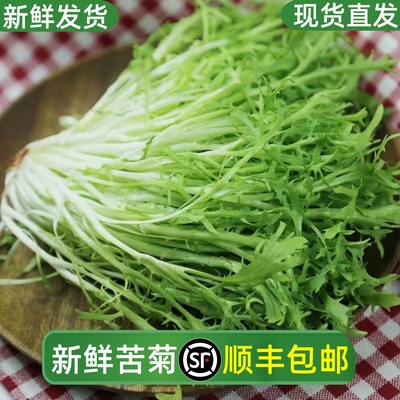 苦菊生菜新鲜蔬菜沙拉食材包邮