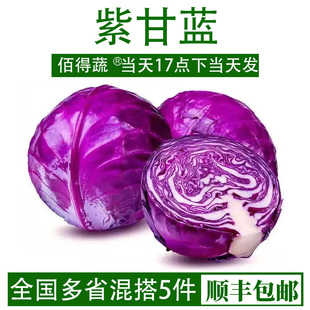 紫甘蓝新鲜卷心菜紫包菜1000g紫色球生菜蔬菜沙拉生菜即食紫甘蓝