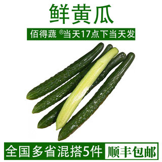 新鲜采摘带刺黄瓜大黄瓜长黄瓜水果刺黄瓜生吃凉拌蔬菜沙拉食材