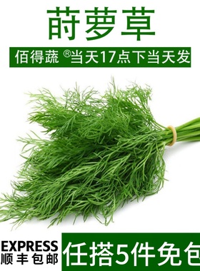 新鲜莳萝草 香料 Dill 刁草 土茴香100g食用香料西餐食材装盘装饰