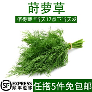 新鲜莳萝草 香料 Dill 刁草 土茴香100g食用香料西餐食材装盘装饰